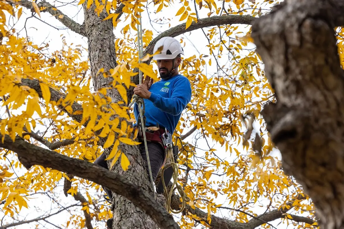 Skilled Tree Planing crew working in Stanton
